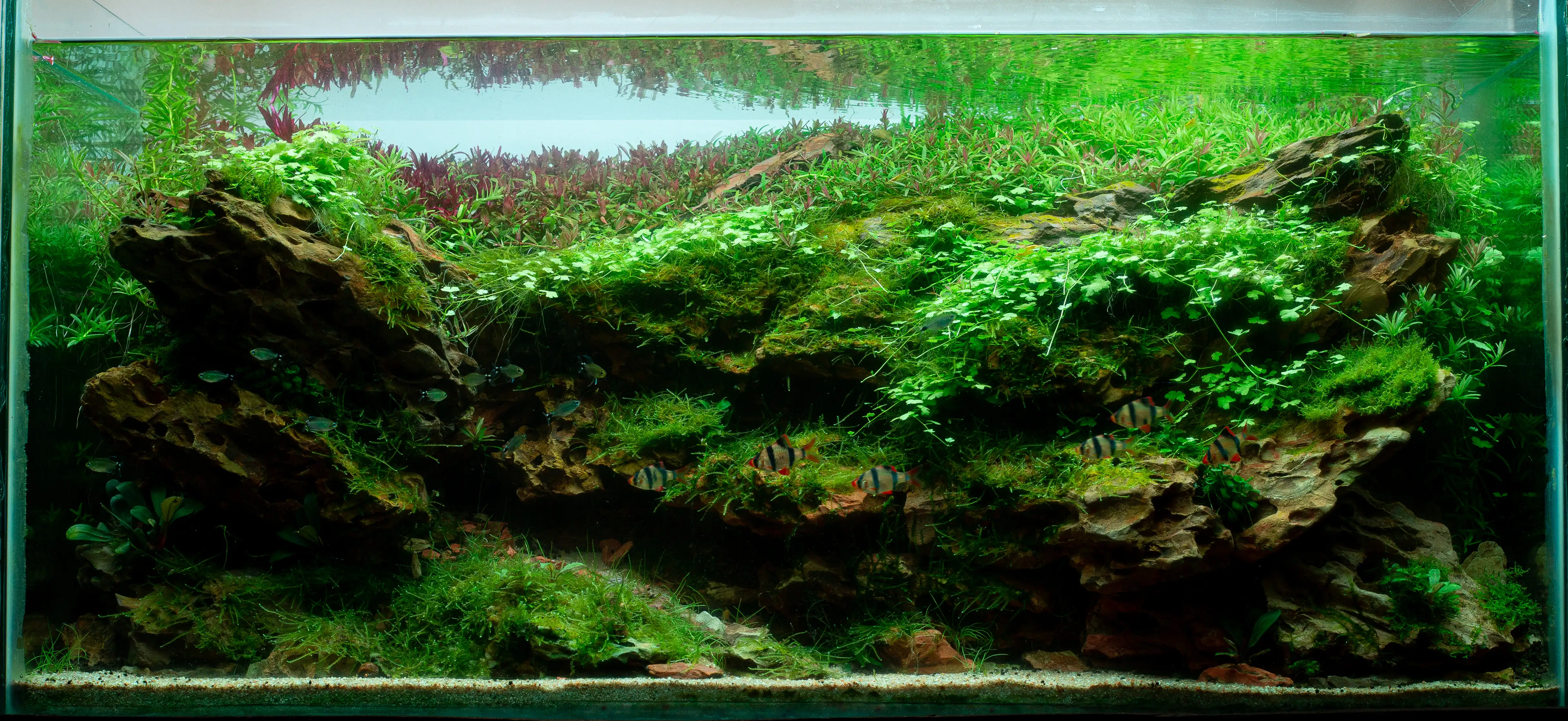 Aquascaping steps - Tigers in the Dragon - IAPLC 2025 Fine Works - Naadir Esmail / Mozambique